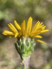 Pyrrocoma apargioides