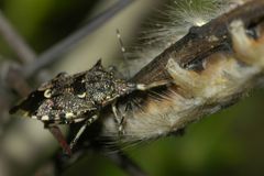 Eocanthecona furcellata