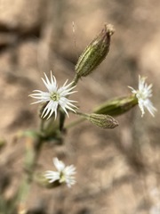 Silene bernardina