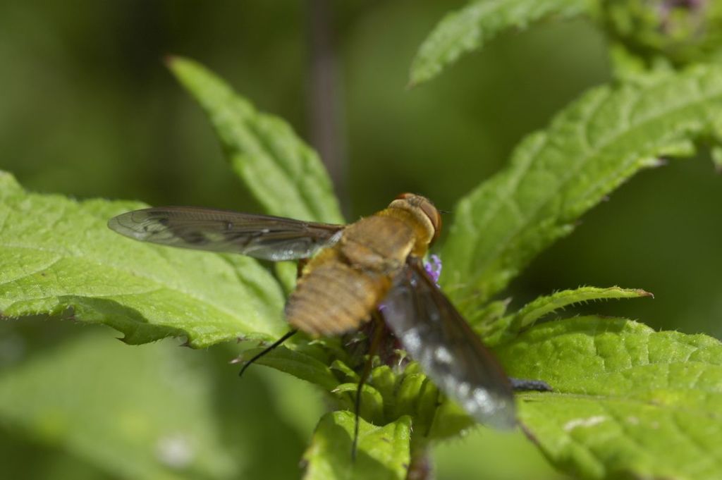 Ligyra oenomaus from Yeoor Hills, Thane West, Thane, Maharashtra, India ...