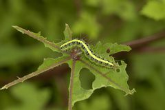 Xanthodes transversa