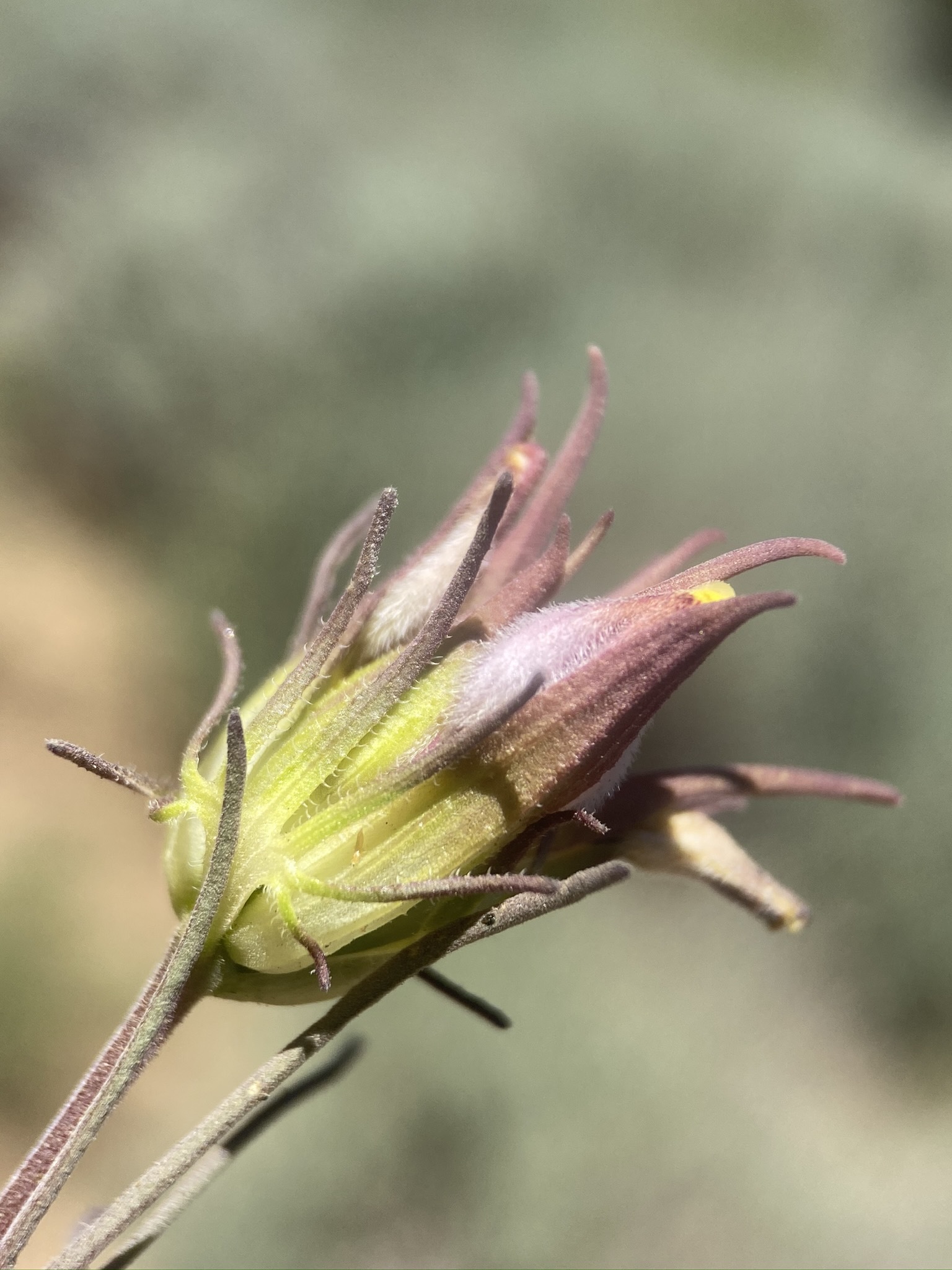 Cordylanthus eremicus ssp. kernensis
