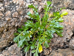 Lepidium flexicaule