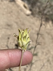 Cordylanthus eremicus kernensis