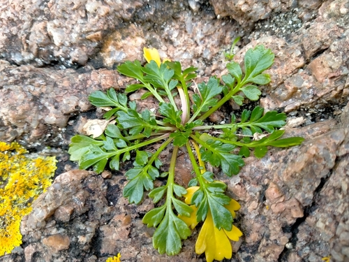 Image of Coastal Cress (Lepidium flexicaule) by (c) John Barkla, some rights reserved (CC BY)