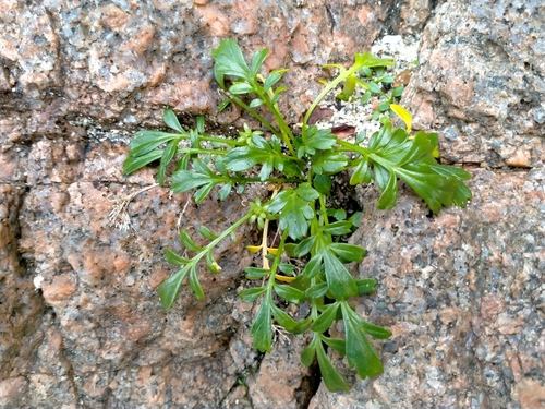 Image of Lepidium flexicaule by (c) John Barkla, some rights reserved (CC BY)