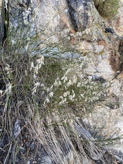 Melica stricta