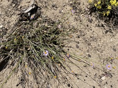 Erigeron breweri