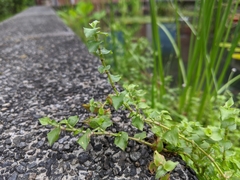 Sphaerocaryum malaccense