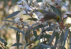 Ptilotula penicillata