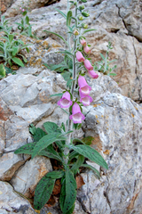 Digitalis minor
