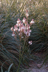 Asphodelus ramosus ramosus