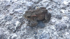Bufo bufo