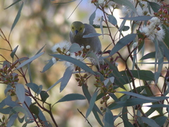 Ptilotula penicillata