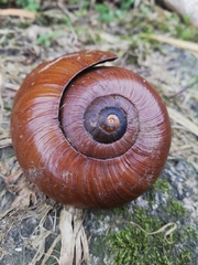 Powelliphanta