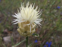 Centaurea margaritacea