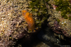Dendrodoris fumata