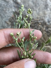 Artemisia rothrockii