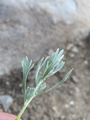Artemisia rothrockii