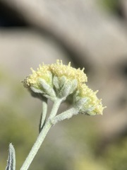 Artemisia albicans