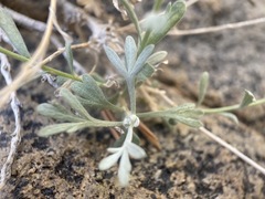 Artemisia albicans