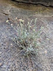 Artemisia albicans