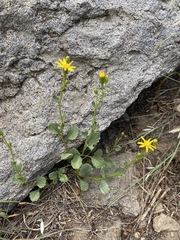 Senecio fremontii