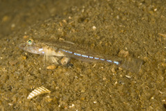 Nesogobius