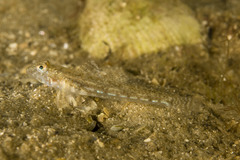 Nesogobius