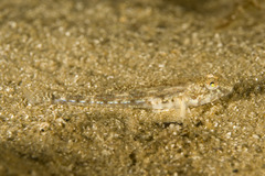 Nesogobius