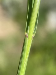 Glyceria elata