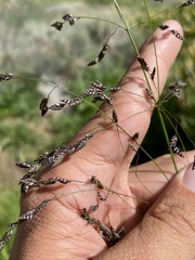 Glyceria elata