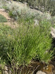 Glyceria elata