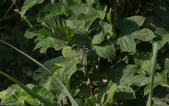 Gomphus schneiderii