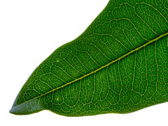 Flindersia bennettii