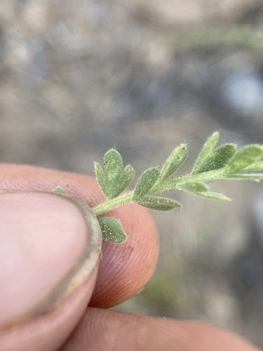 Image of purple horkeliella by (c) Matt Berger, some rights reserved (CC BY)