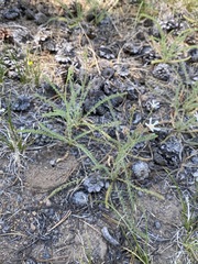 Horkeliella purpurascens