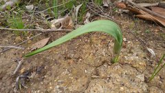 Thelymitra grandiflora