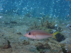 Scolopsis affinis