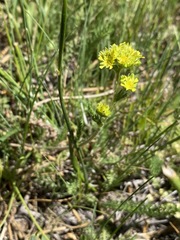 Ivesia campestris
