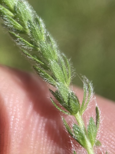Image of Ivesia campestris by (c) Matt Berger, some rights reserved (CC BY)