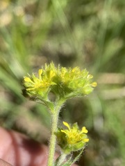 Ivesia campestris