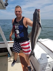 Rachycentron canadum