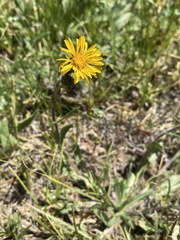 Pyrrocoma apargioides