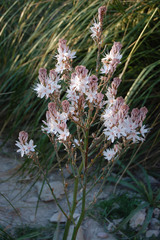 Asphodelus ramosus ramosus