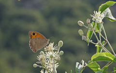 Hyponephele lupinus