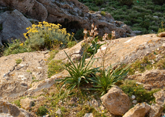 Asphodelus ramosus ramosus