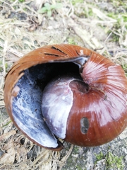 Powelliphanta