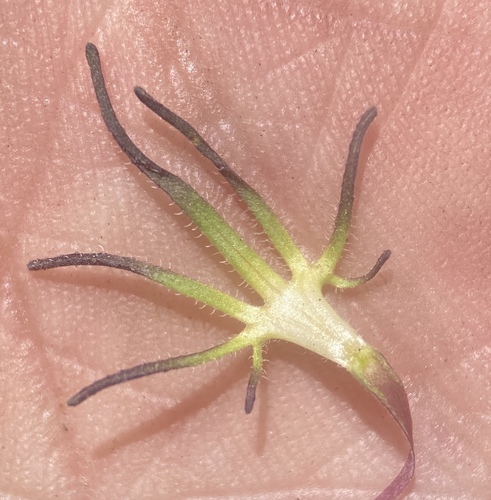 Image of Cordylanthus eremicus by (c) Matt Berger, some rights reserved (CC BY)