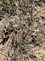 Cordylanthus eremicus kernensis